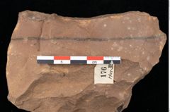 Foto (Detailansicht) von Glyptostrobus europaeus Brongniart (NHMW-GEO-2024-0188-0176)